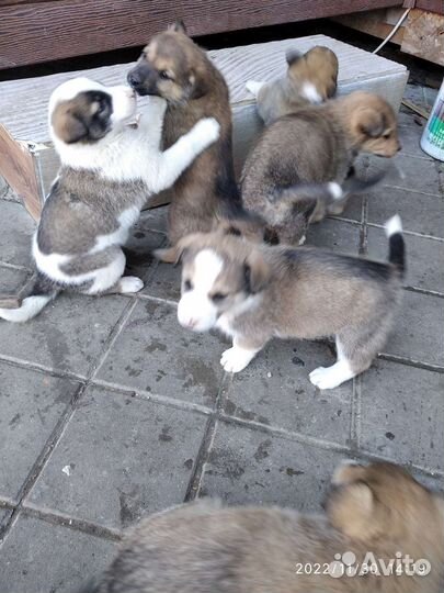 Щенки в добрые руки отдам бесплатно