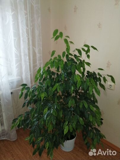 Домашние цветы - фикусы, шефлеры и др