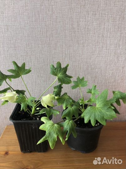 Пеларгония