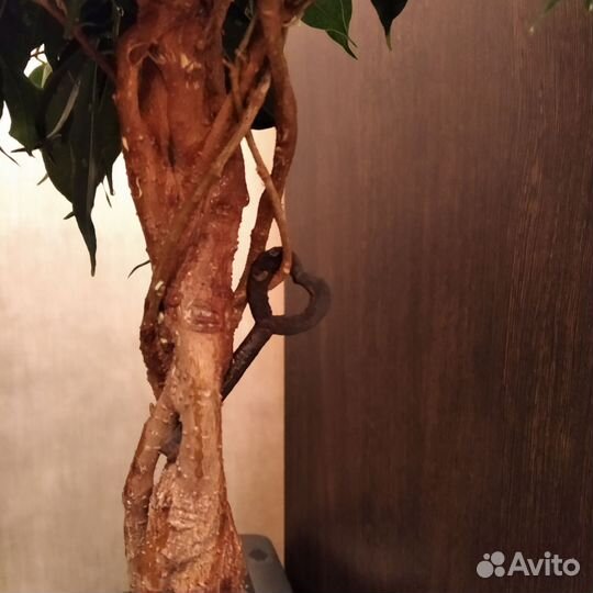 Фикус бенджамина