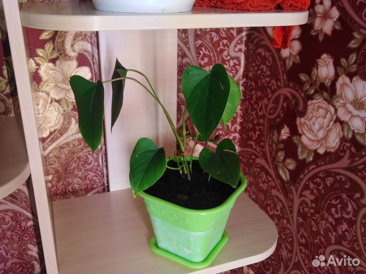 Антуриум андрэ Amigo Basic