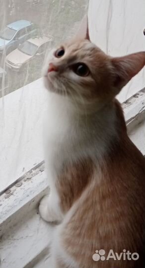 Домашние животные котята