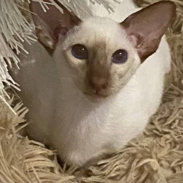 Ориентальный котёнок