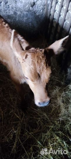 Бычок красногорбатовской породы