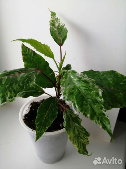 Гибискус купера, драцена