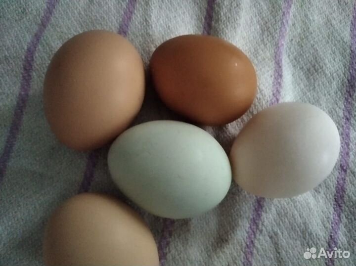 Домашние куриные яйца