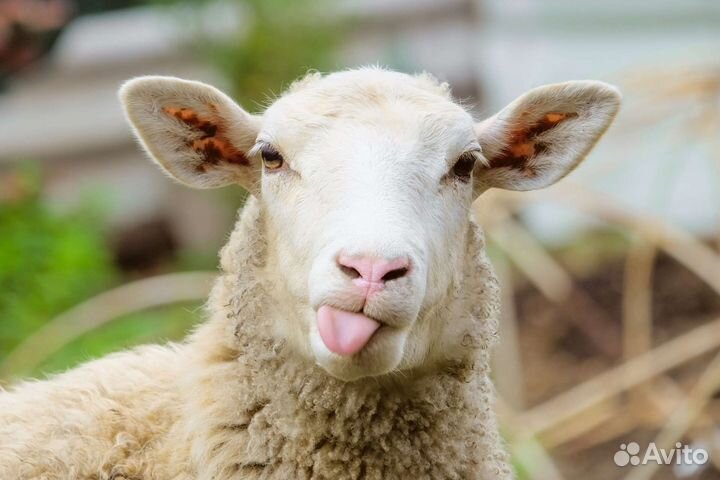 Живая баранина, овцы, ягнята