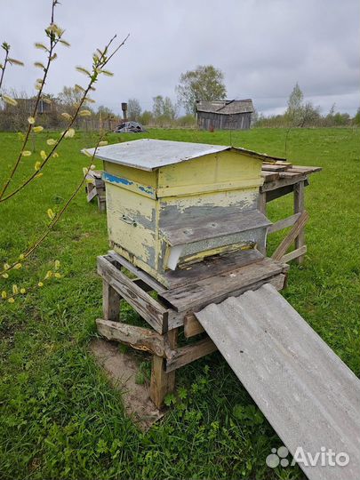 Улей с пчелами