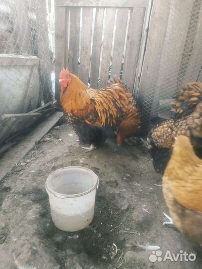 Петух Орпингтон золотокаймленный