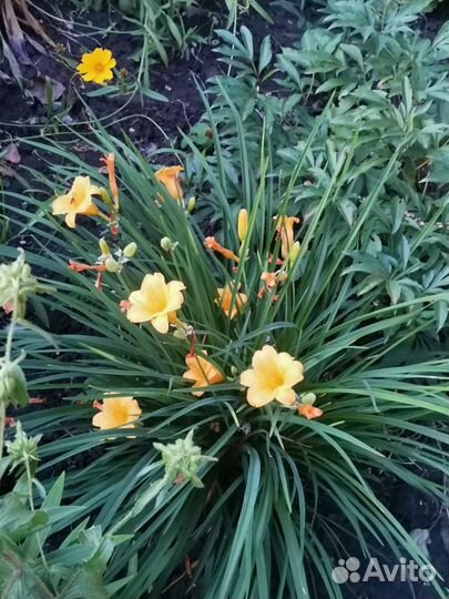 Хоста,седум,лилейник,жимолость,овечьи ушки,ирисы