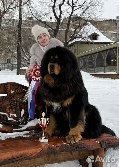 Тибетский мастиф щенки