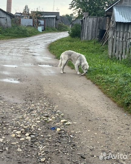 Лабрадор девочка в добрые руки