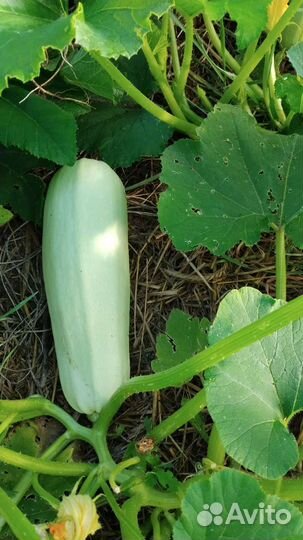 Малина ремонтантная молодые кустики