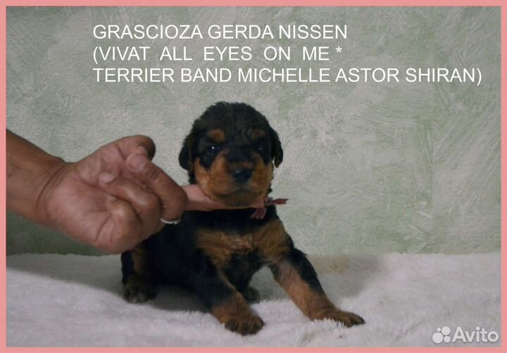 Эрдельтерьер