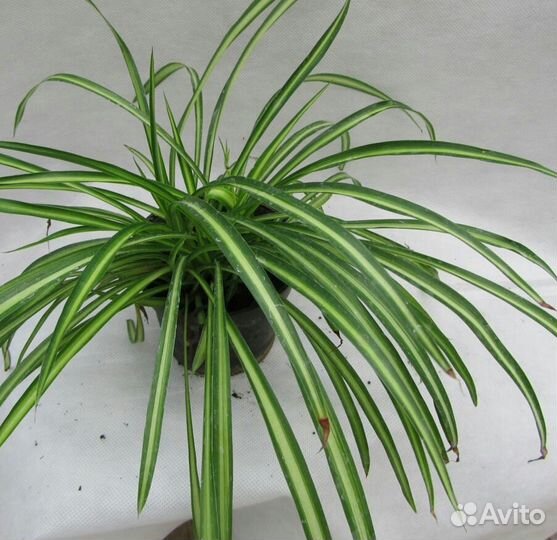 Лучшее растение для дома (5 видов )