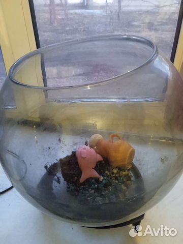 Аквариумные рыбки