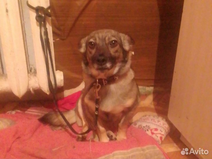 Собака в добрые руки отдам бесплатно