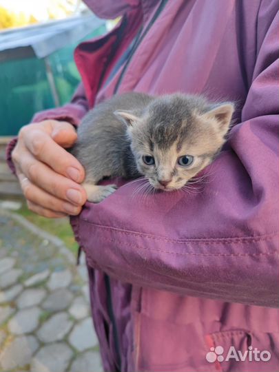 Кошки в добрые руки бесплатно