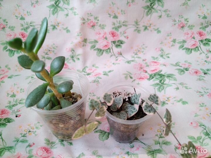 Суккуленты