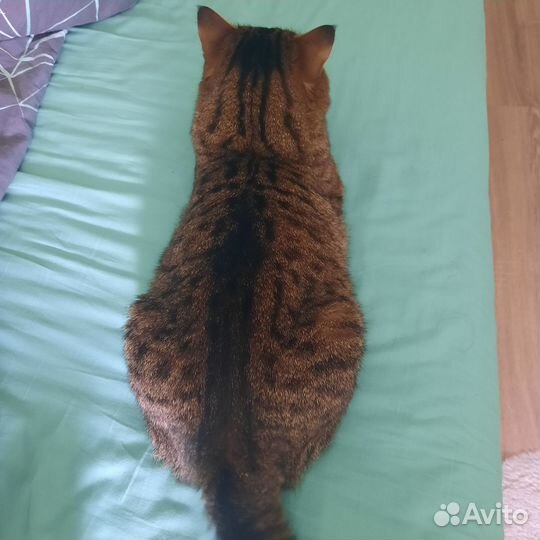 Отдаю котика в добрые руки