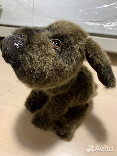 Песик Бублик