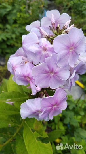 Флоксы многолетние