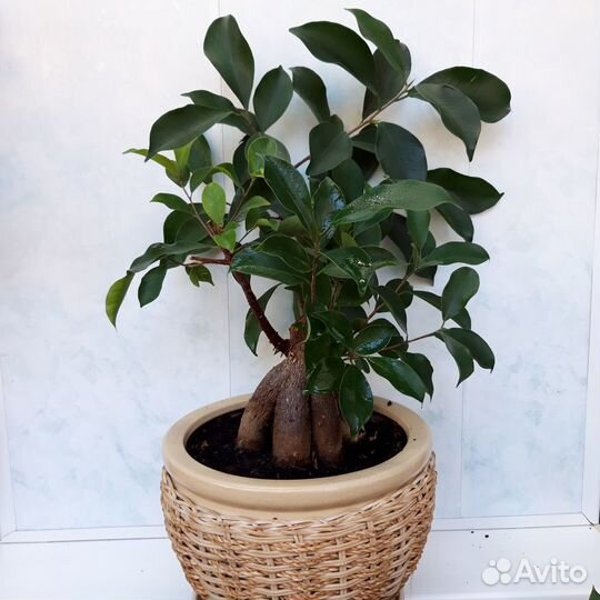 Фикус Микрокарпа Гинсенг
