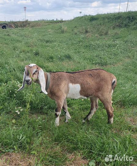 Нубийские козлята коза