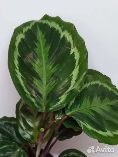 Калатея медальон