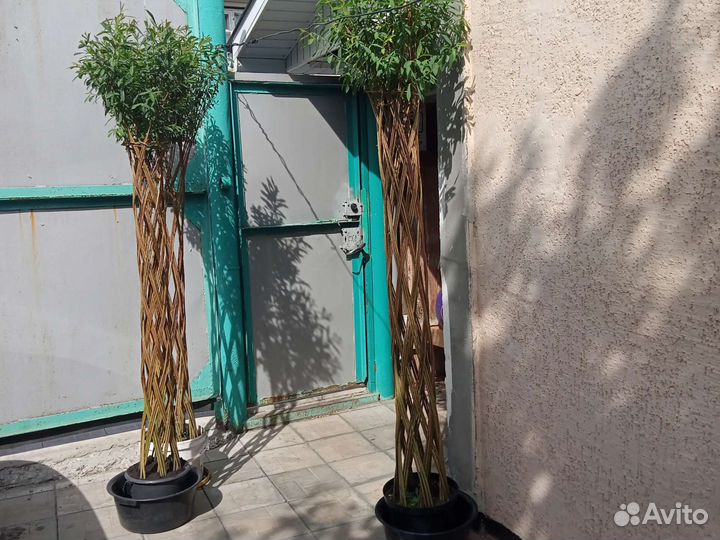 Декоративная пальма из сортовой ивы