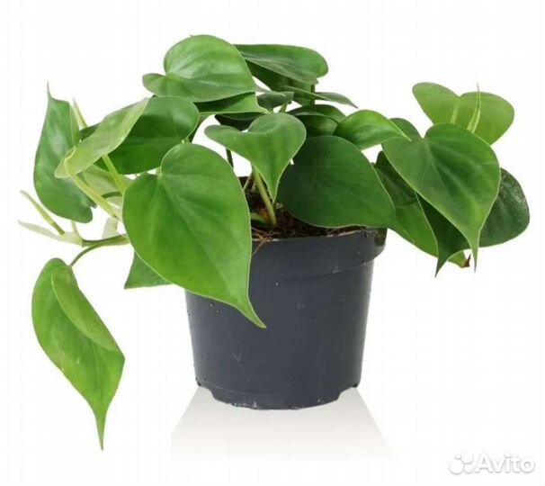 Сциндапсусы, аглаонема