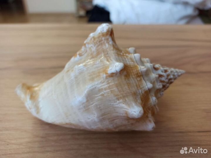 Морская раковина