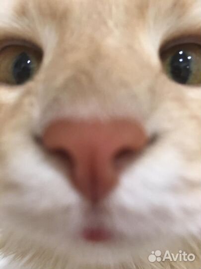 Передержка животных(кошек, собак,грызунов)