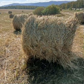 Продам сено в рулонах