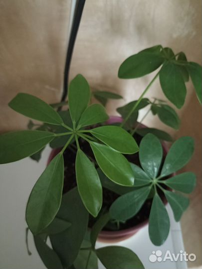 Фикус, шефлера