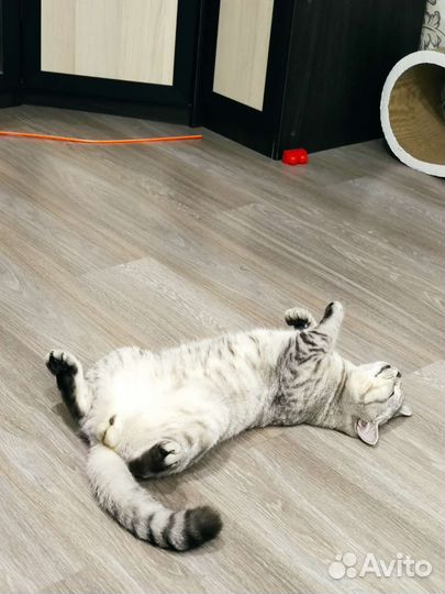 Британский кот для вязки