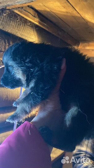 Немецкая овчарка