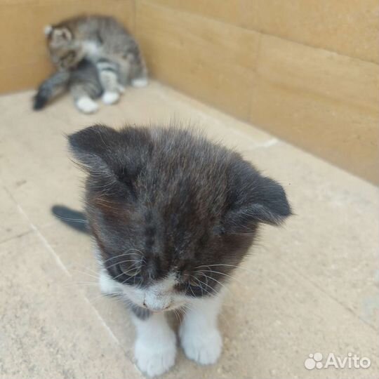 Вислоухие котята, отдам в добрые руки