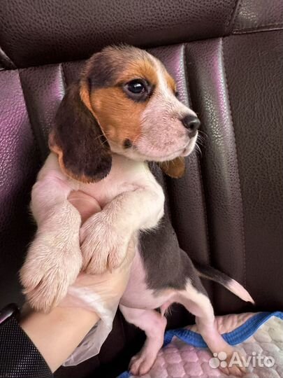 Щенки бигль