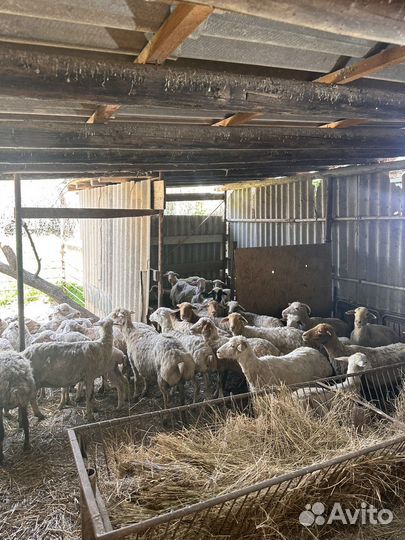 Барашки курдючные