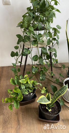 Комнатные цветы