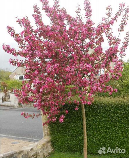 Яблоня рудольф