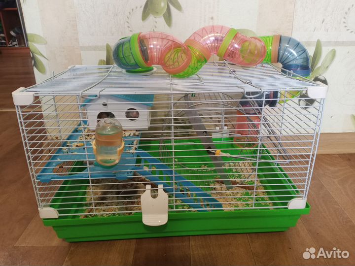 Сирийский хомяк с клетками