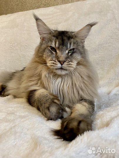 Кот для вязки мейн-кун