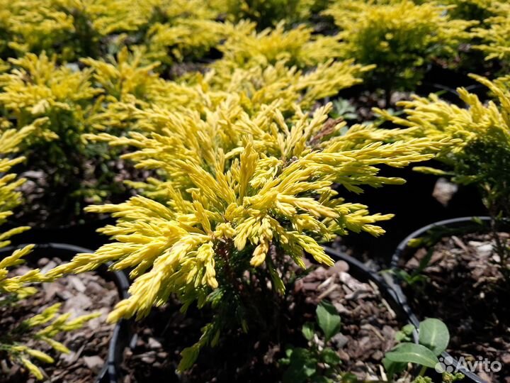 Можжевельник Лайм Глоу 317658мск