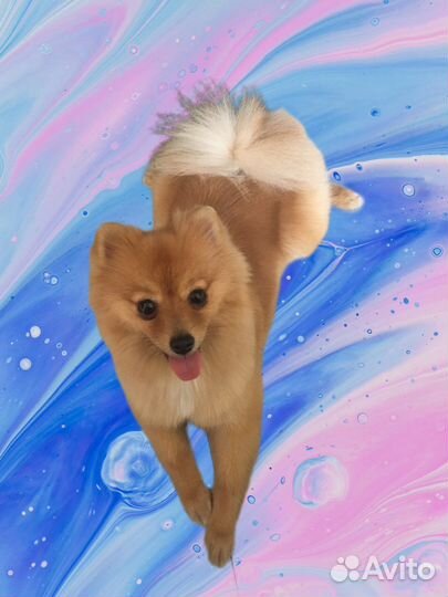 Стрижка/Груминг собак. Фиксированная стоимость