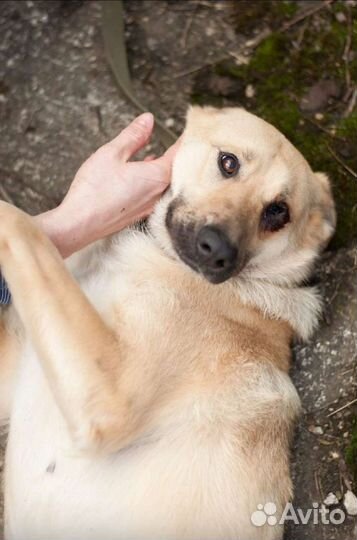 Собаки бесплатно в добрые руки