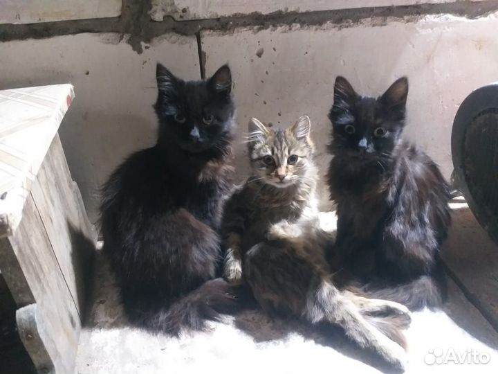 Котята в добрые руки