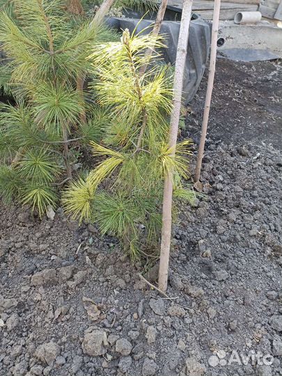 Саженцы сибирского кедра