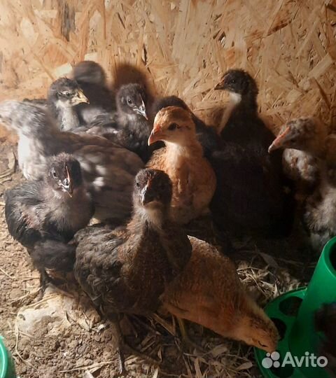 Цыплята, утята, молодые петушки